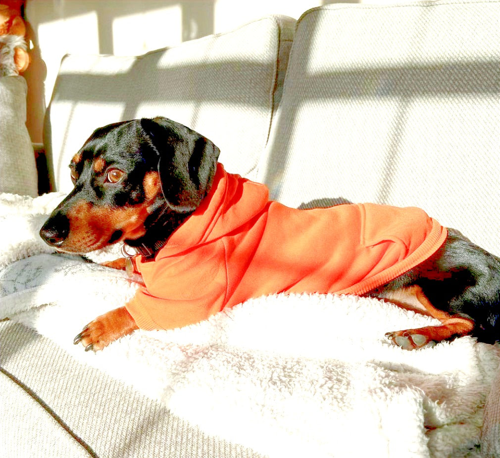 Sausage Dog Box Orange Dachshund Hoodie