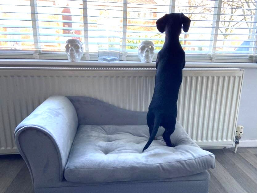 Sausage Dog Box, Dachshund Fern Chaise Longue  Sofa Bed With Storage
