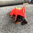 Load image into Gallery viewer, Sausage Dog Box, Dachshund Dachshund Dragon Outfit - Red

