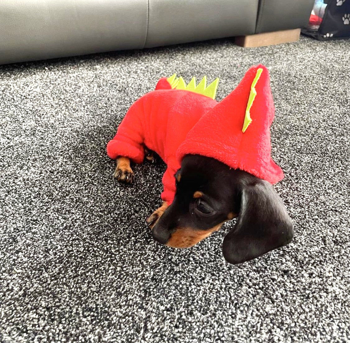 Sausage Dog Box, Dachshund Dachshund Dragon Outfit - Red