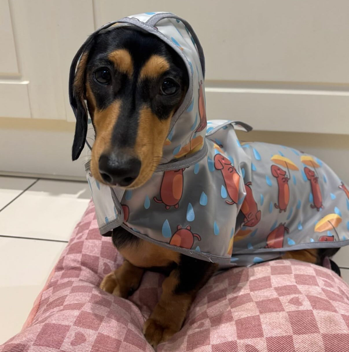 Soggy Sausage Dachshund Waterproof Rain Mac/Coat With Hood