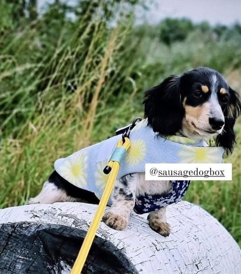 Sausage Dog Box Dachshund Designer Daisy Jacket Coat
