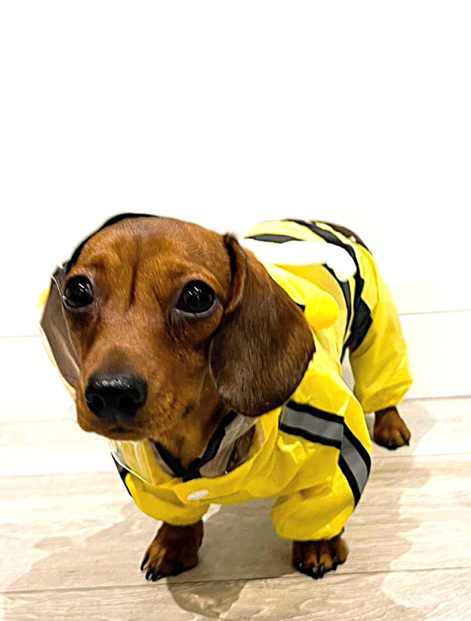 CLEARANCE - Sausage Dog Box Bumblebee Raincoat
