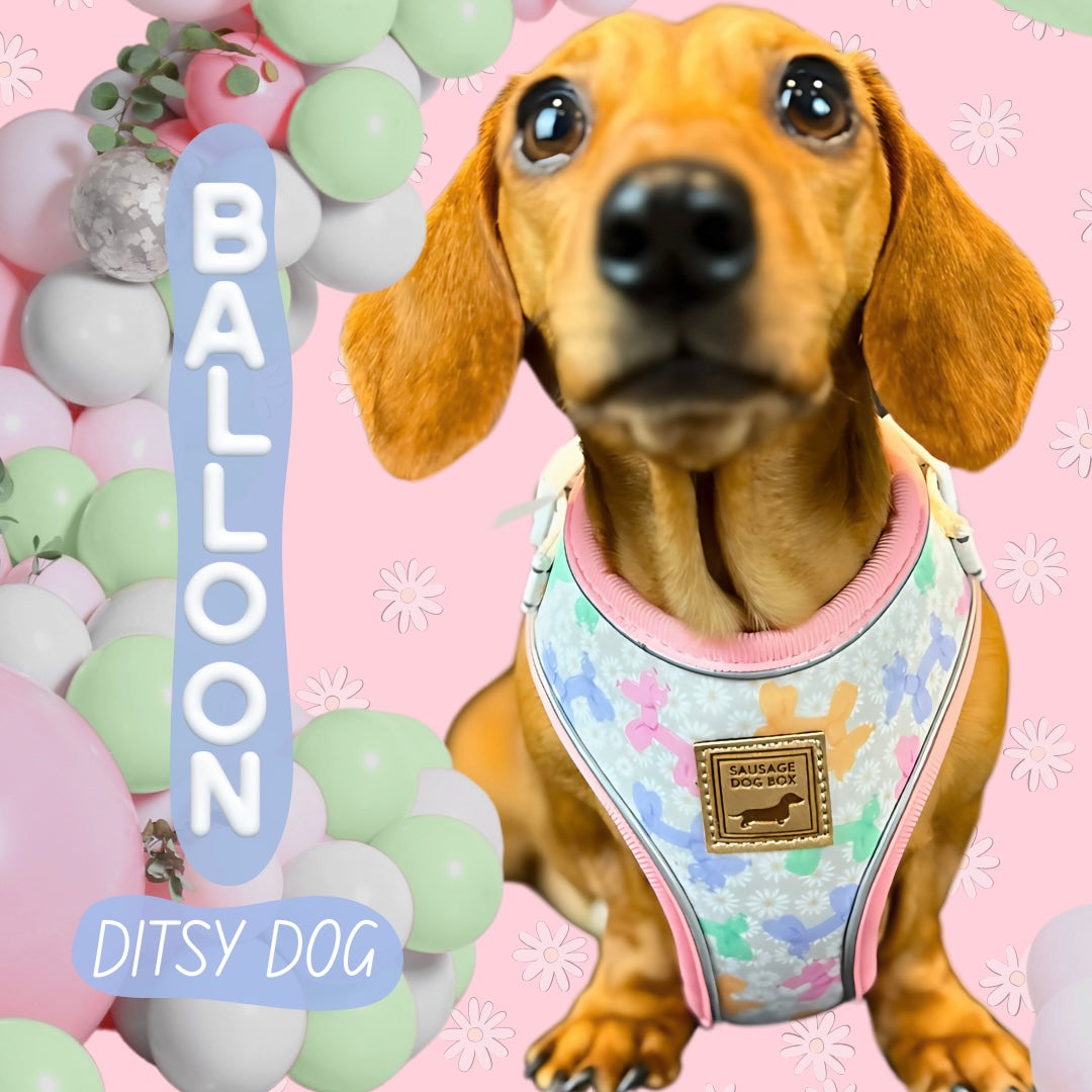 Daisy Balloon Dog Dachshund Anti-Rub Harness