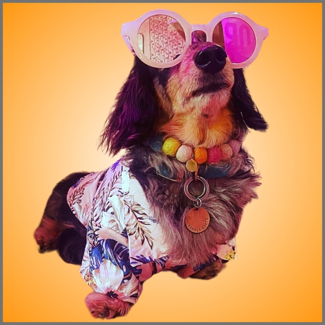 CLEARANCE - Sausage Dog Box Dachshund Hawaiian Shirt - Palm Tree