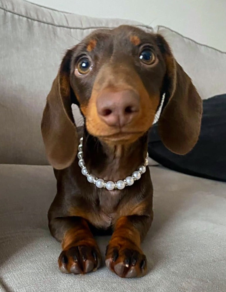 Sausage Dog Box Pearl / Diamond Style Necklace