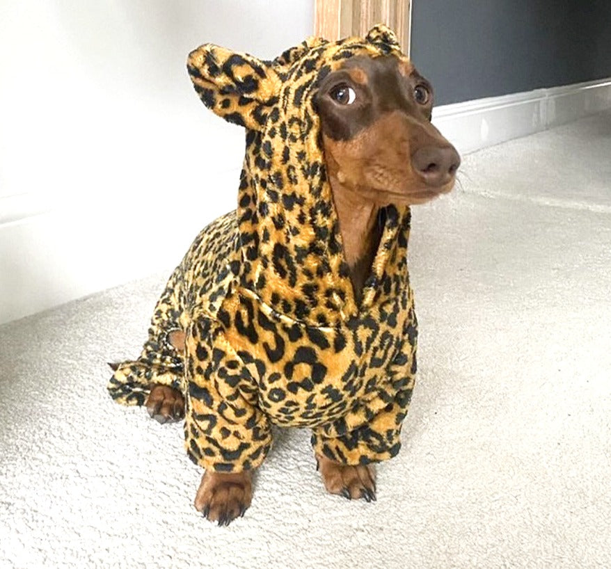 CLEARANCE - Sausage Dog Box Dachshund Cheetah Outfit