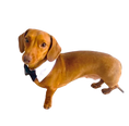 Load image into Gallery viewer, Sausage Dog Box Bow Tie Collar
