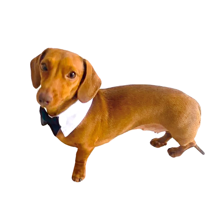 Sausage Dog Box Bow Tie Collar