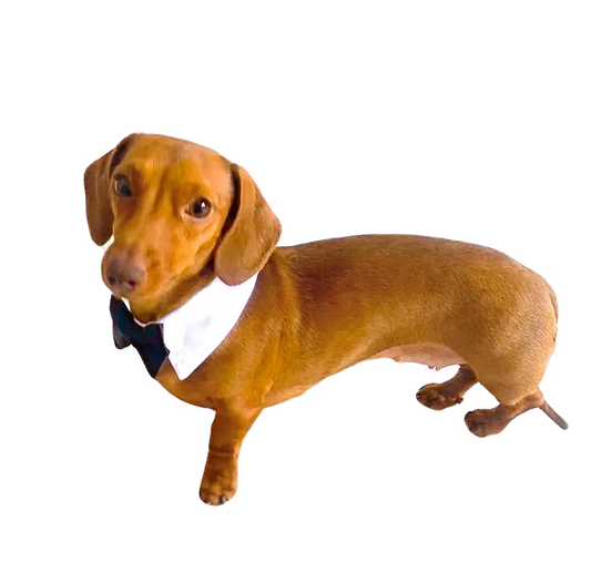 Sausage Dog Box Bow Tie Collar