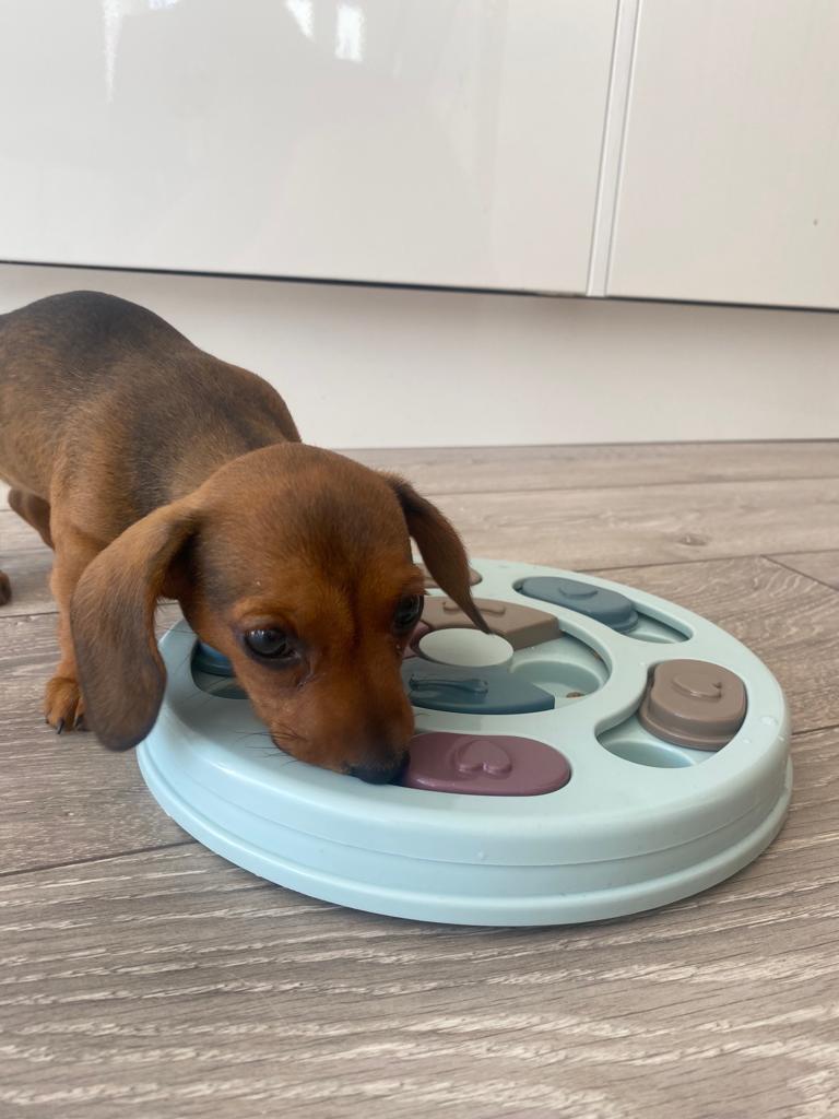 Sausage Dog Box Anxiety Round Treat Puzzle