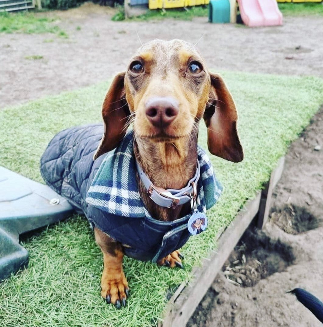 Sausage Dog Box, Dachshund Reversible Plaid Coat Green