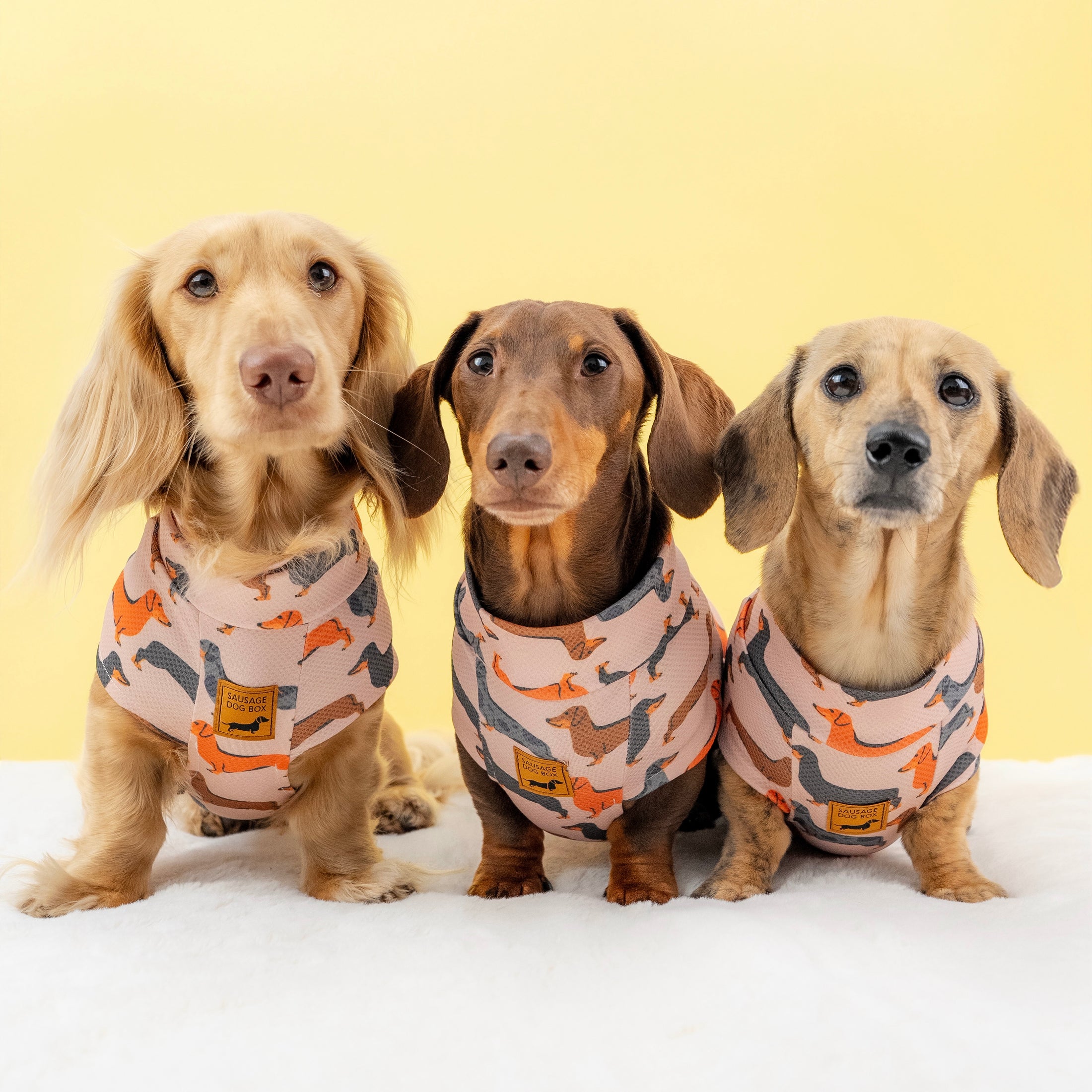 Beige Sausage Dog DoxieCool Dachshund Cooling Tee +30 Sun Protection Dog Vest