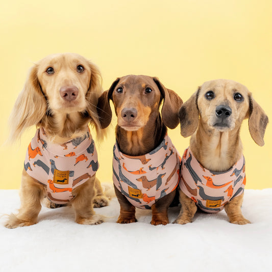 Beige Sausage Dog DoxieCool Dachshund Cooling Tee +30 Sun Protection Dog Vest