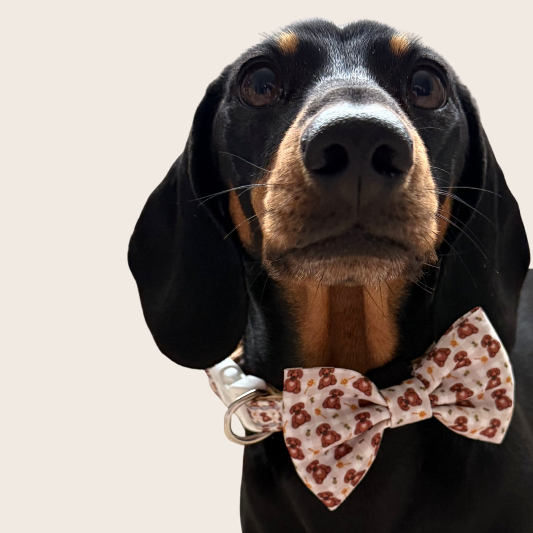 Honey Bear Cute Dachshund Bow Tie