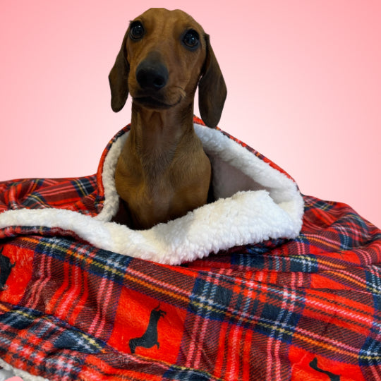 Supersize Red Dachshund Blanket - Tart’n Up