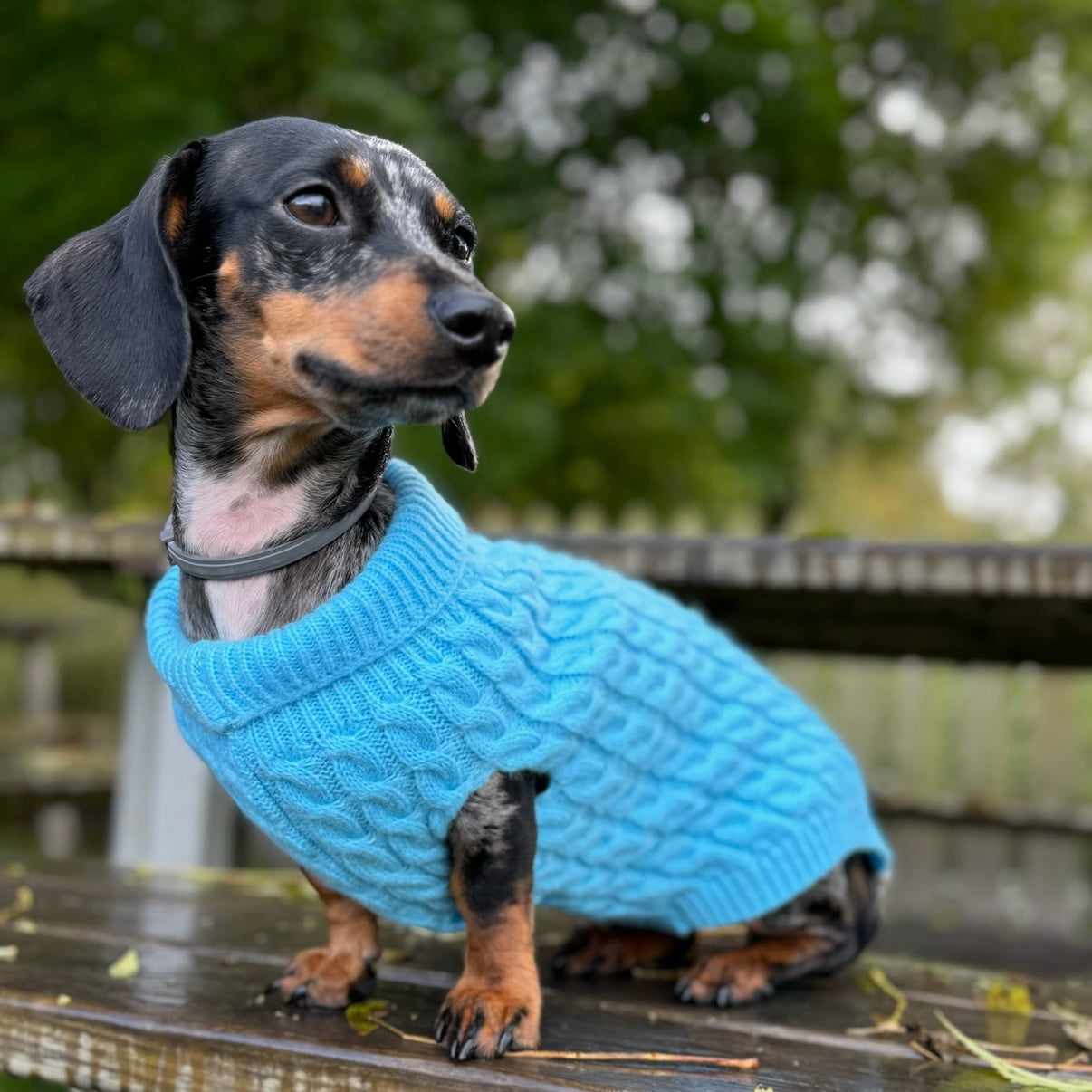Frozen Blue Luxury Cable Knit Dachshund Jumper - Sausage Dog Box