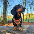 Load image into Gallery viewer, Action-Dax Anti-Rub Dachshund Harness
