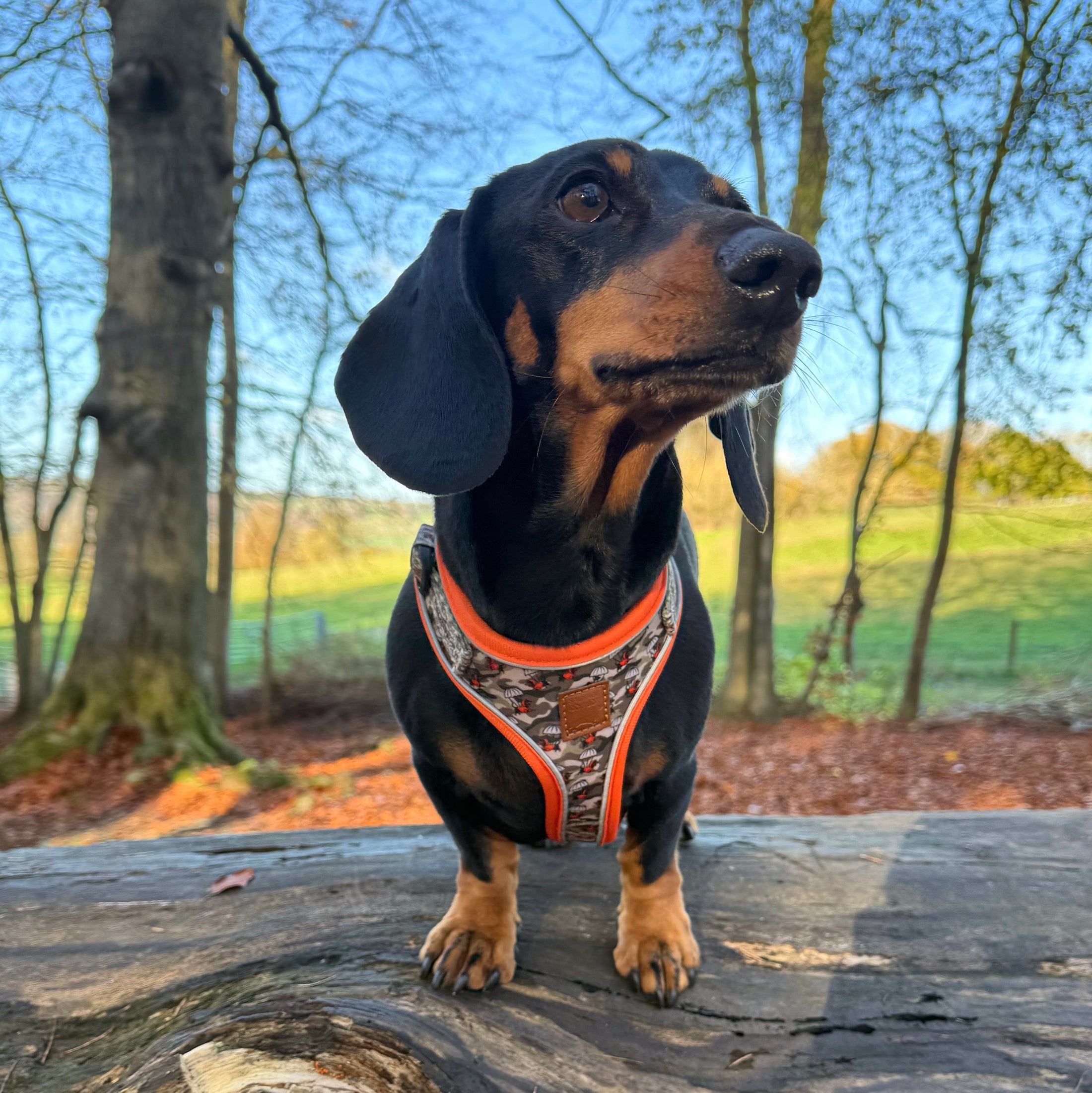 Action-Dax Anti-Rub Dachshund Harness