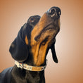 Load image into Gallery viewer, Classic Cow Adjustable Dachshund Collar - Sausage Dog Box
