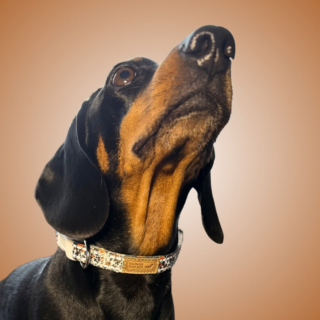 Classic Cow Adjustable Dachshund Collar - Sausage Dog Box