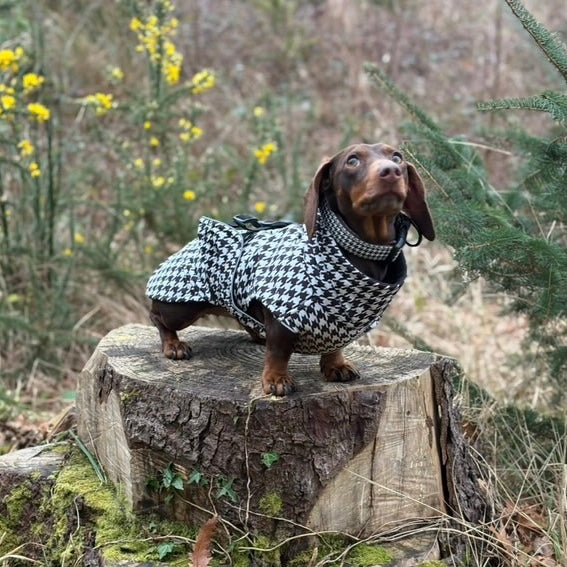 Sausage Dog Box Perfect Fit Dachshund Coat - Houndstooth