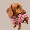 Load image into Gallery viewer, Pink Sophisticated Sausage Long Dog Zipper Dachshund Fleece Jumper / Sweater
