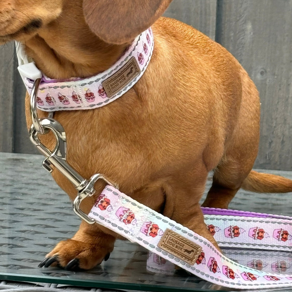 A Dach Of Sweetness Collar