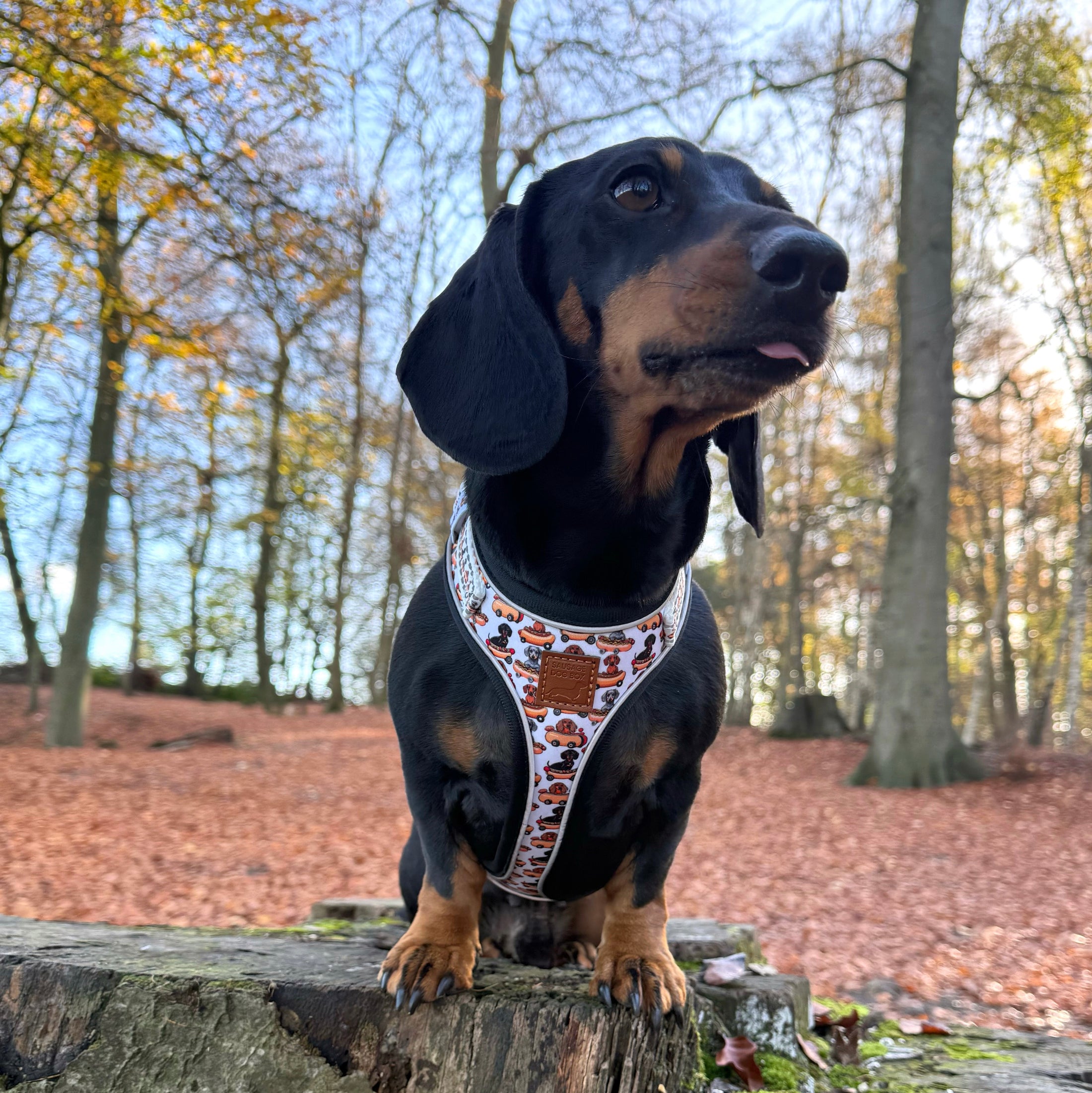 Anti-Rub Dachshund Harness - Weiner On Wheels