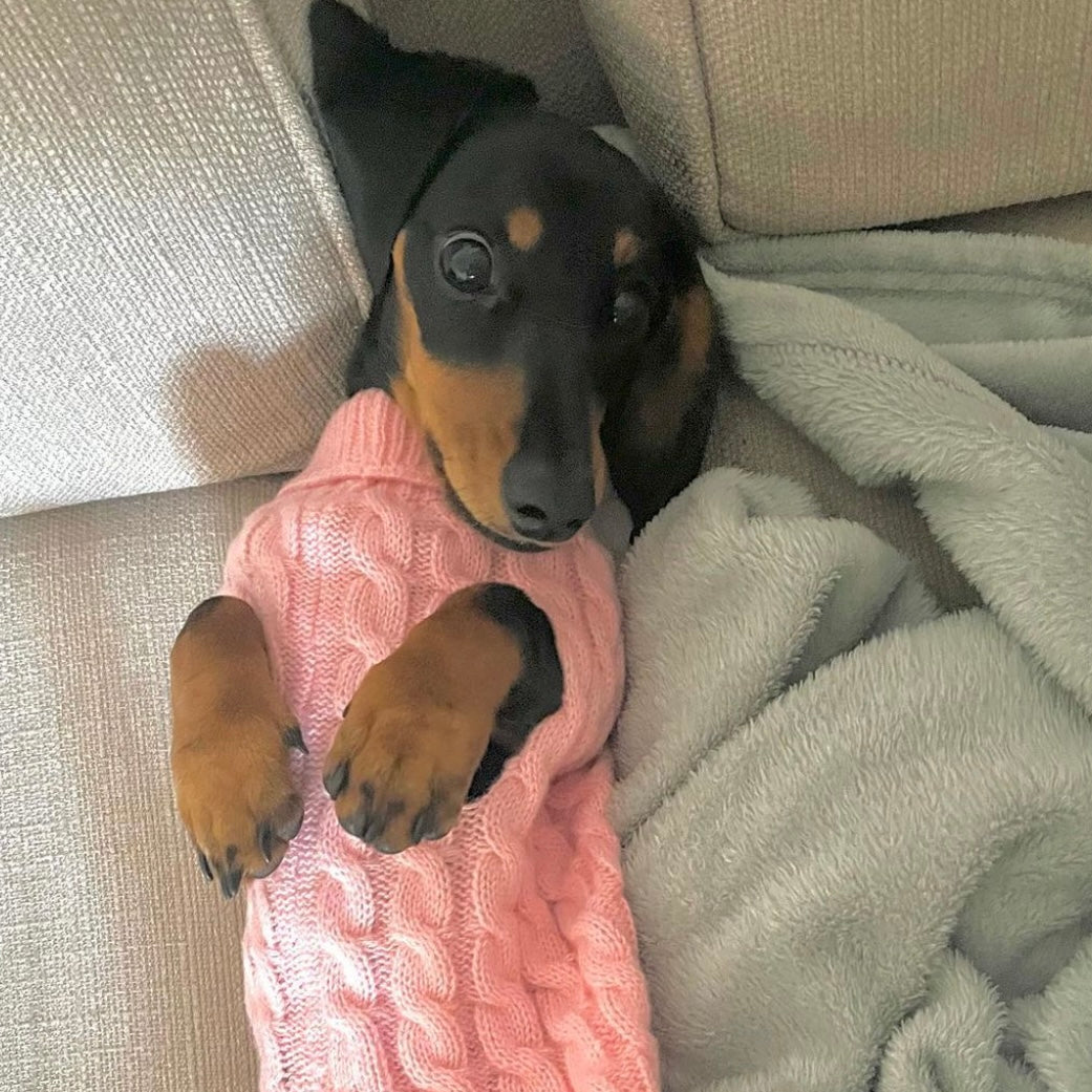 "Powder Puff Pink" Luxury Cable Knit Dachshund Jumper - Sausage Dog Box