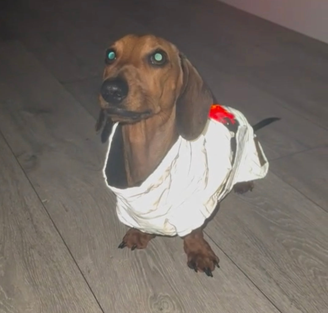 Sausage Dog Coat - Glow Getter - Reflective Light Up LED Dachshund Coat