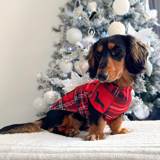 Dachshund Second Skin Tee - ‘Tart’n Up’