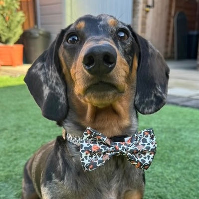Classic Cow Dachshund Bow Tie