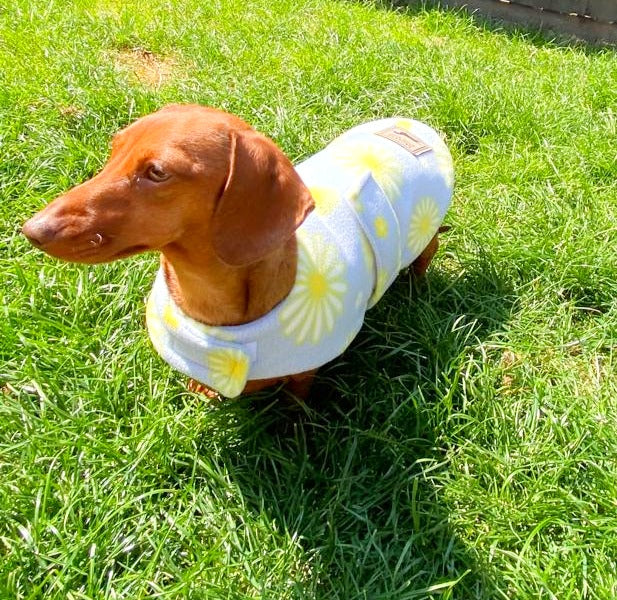 Sausage Dog Box Dachshund Designer Daisy Jacket Coat