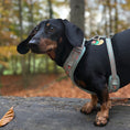 Load image into Gallery viewer, Woodland Weens DoxieLite Anti-Rub Sausage Dog Harness
