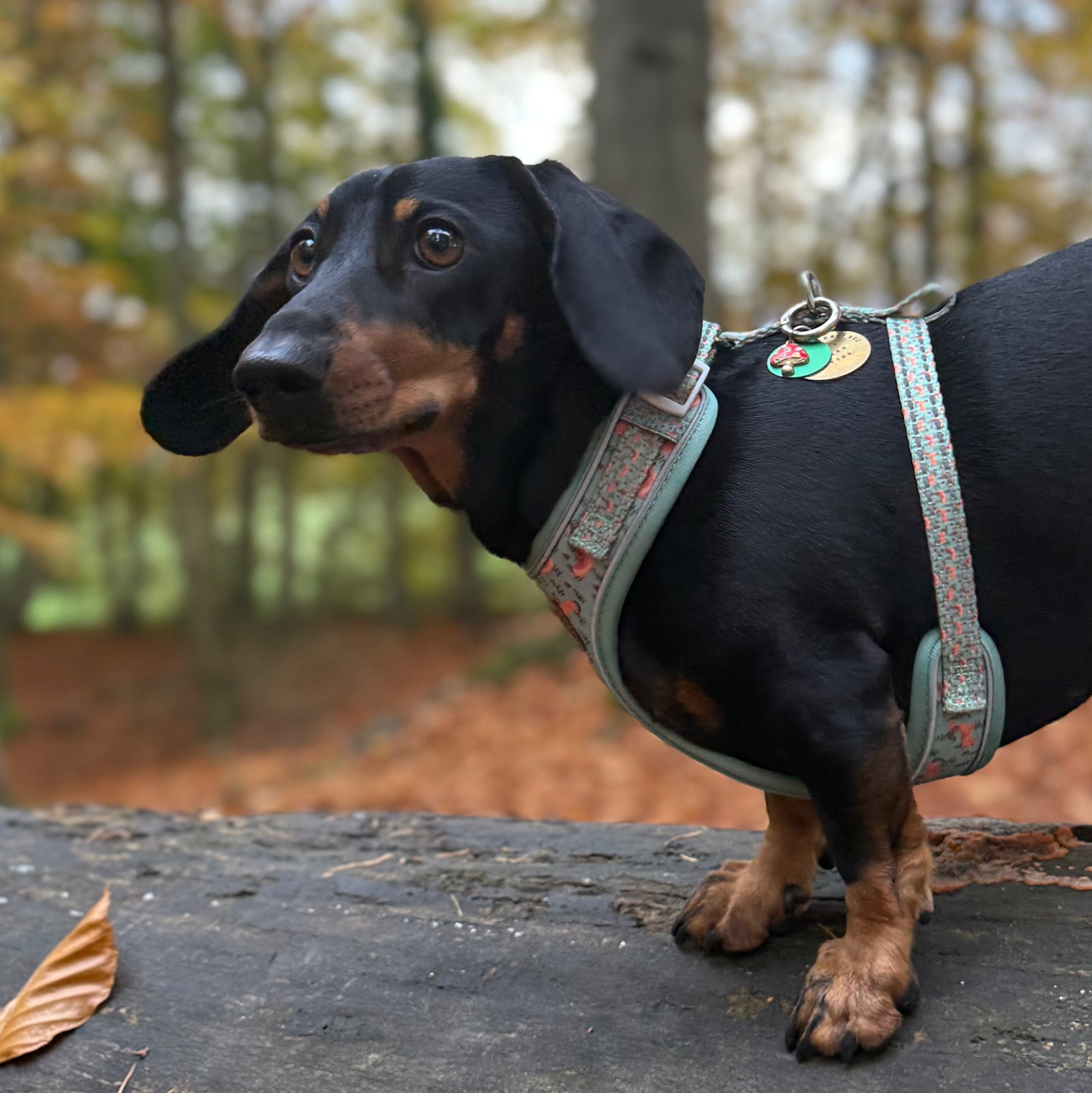 Woodland Weens DoxieLite Anti-Rub Sausage Dog Harness