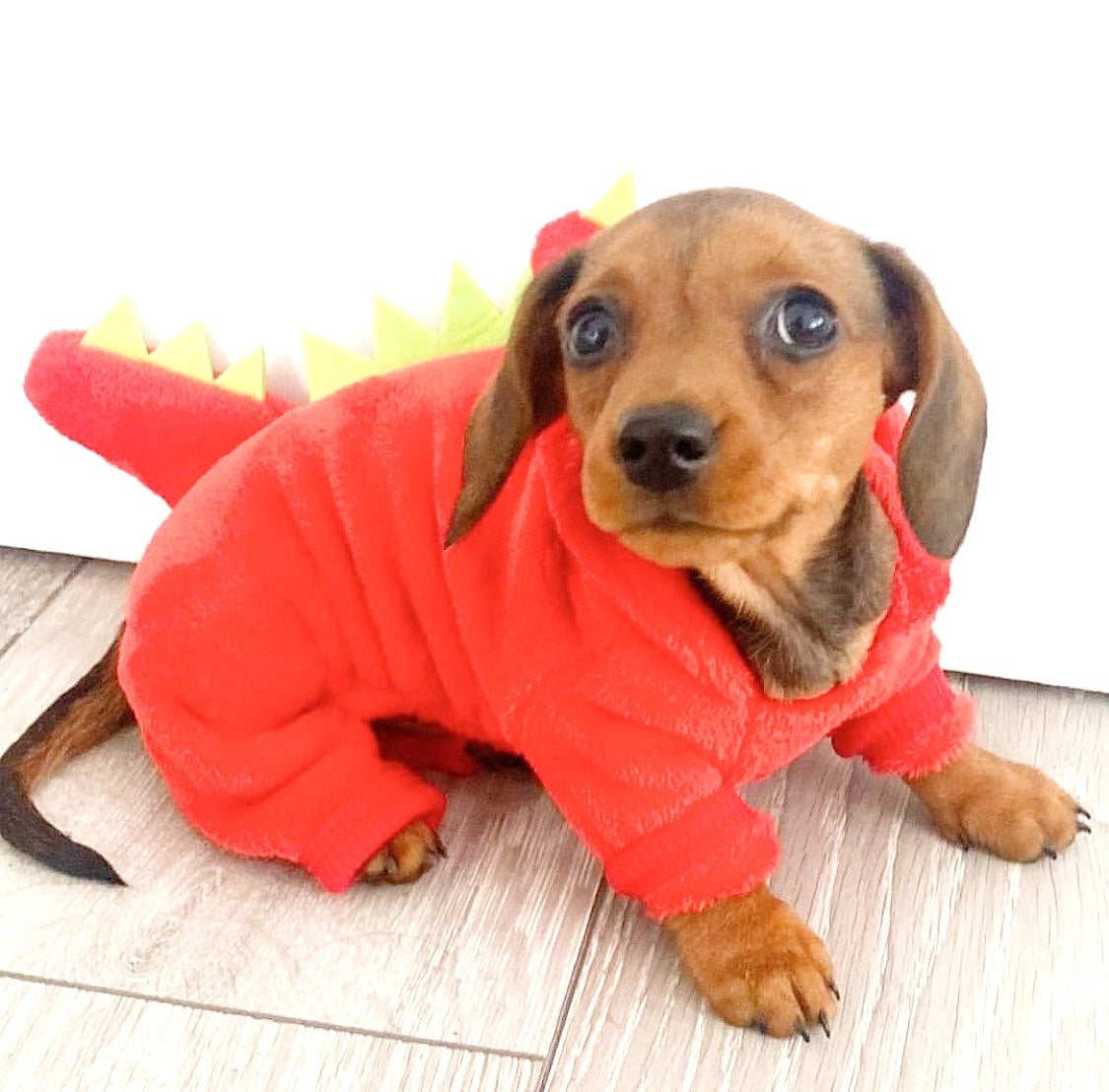 Sausage Dog Box, Dachshund Dachshund Dragon Outfit - Red