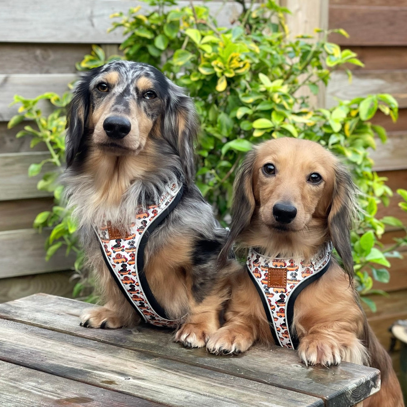 Anti-Rub Dachshund Harness - Weiner On Wheels