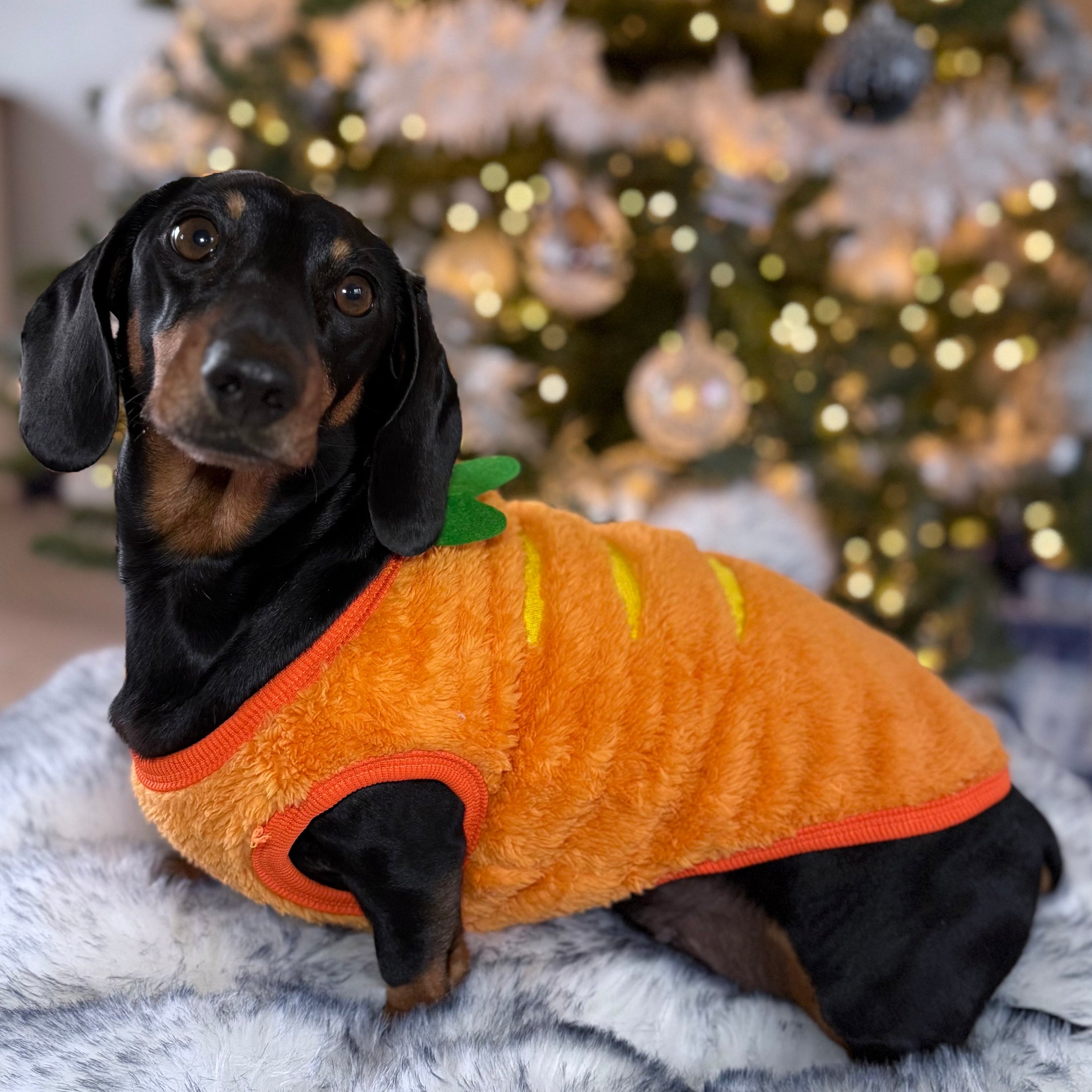 ‘The Carrot’ Dachshund Jumper PJ's | Sausage Dog Box