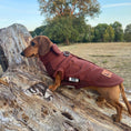 Load image into Gallery viewer, Chocolate Waterproof Dachshund Harness Fleece | DoxieDri by Sausage Dog Box
