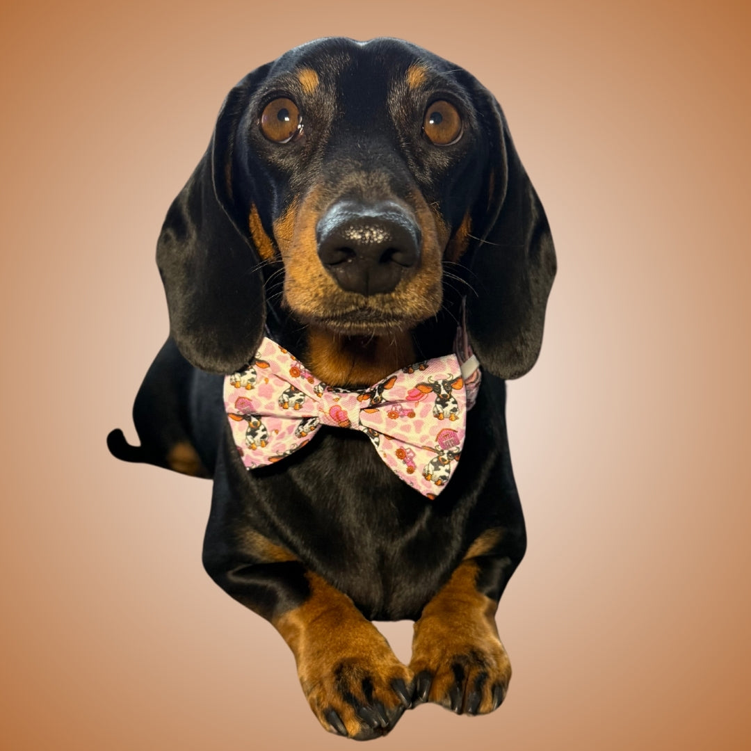 Howdy Cowgirl Pink Cow Dachshund Dog Bow Tie