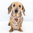 Load image into Gallery viewer, Honey Bear DoxieLite Sausage Dog Anti-Rub Harness
