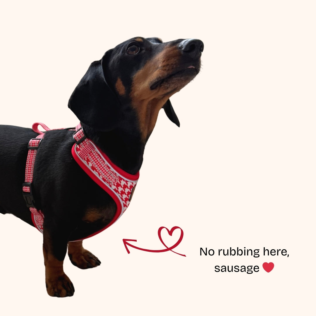 Red Houndstooth DoxieLite Dachshund Harness