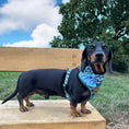 Load image into Gallery viewer, Blue Highland Argyle Sailor Bow for Dogs
