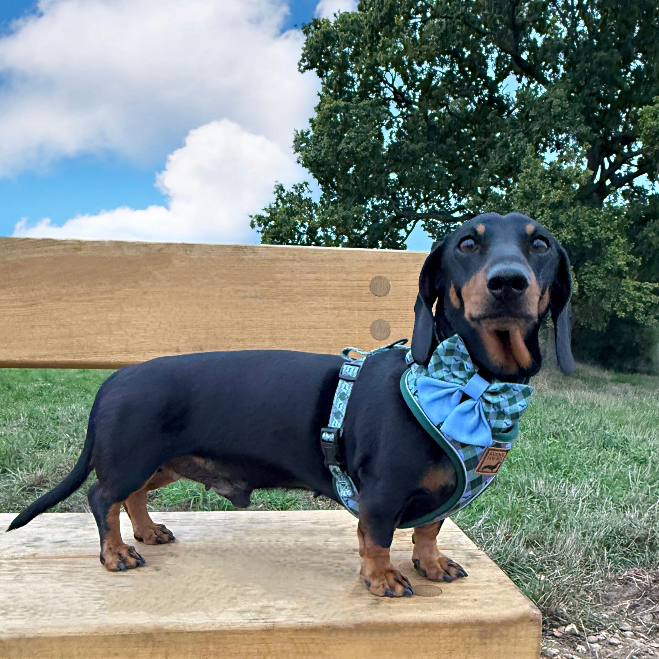 Blue Highland Argyle Sailor Bow for Dogs