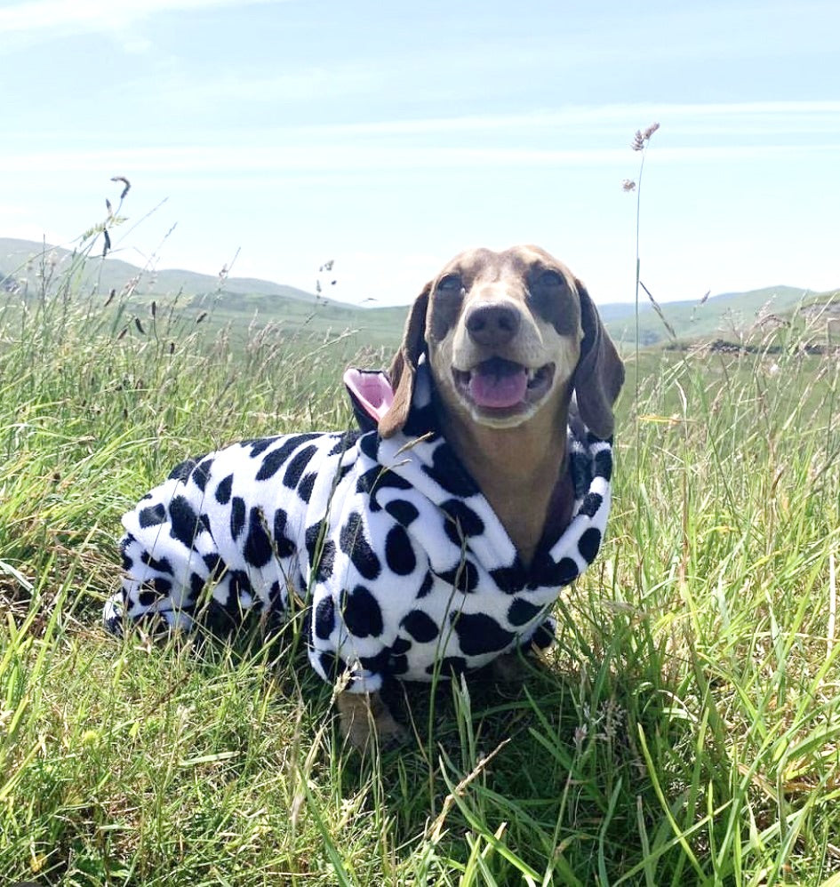 CLEARANCE - Sausage Dog Box, Dachshund Cute Cow Outfit