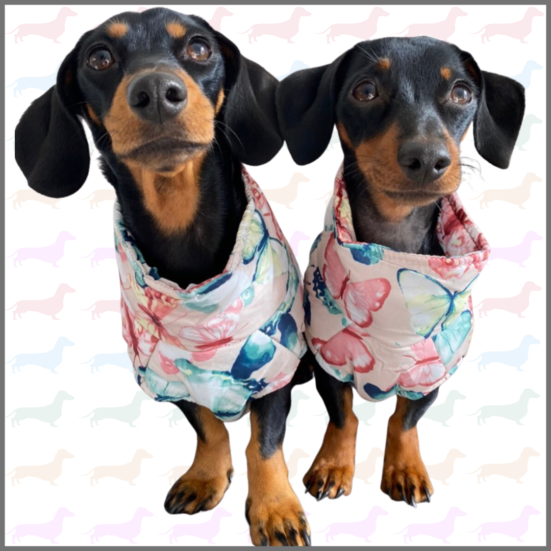 CLEARANCE - Sausage Dog Box Waterproof Puffer Step In Coat - Butterfly