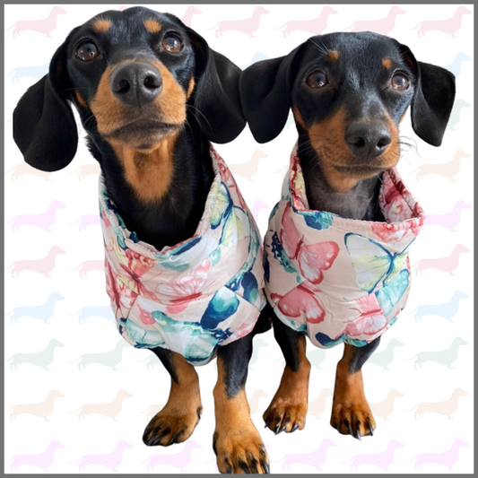 CLEARANCE - Sausage Dog Box Waterproof Puffer Step In Coat - Butterfly