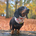 Load image into Gallery viewer, Frosty Sausages  Dachshund Christmas Dog Snood Scarf
