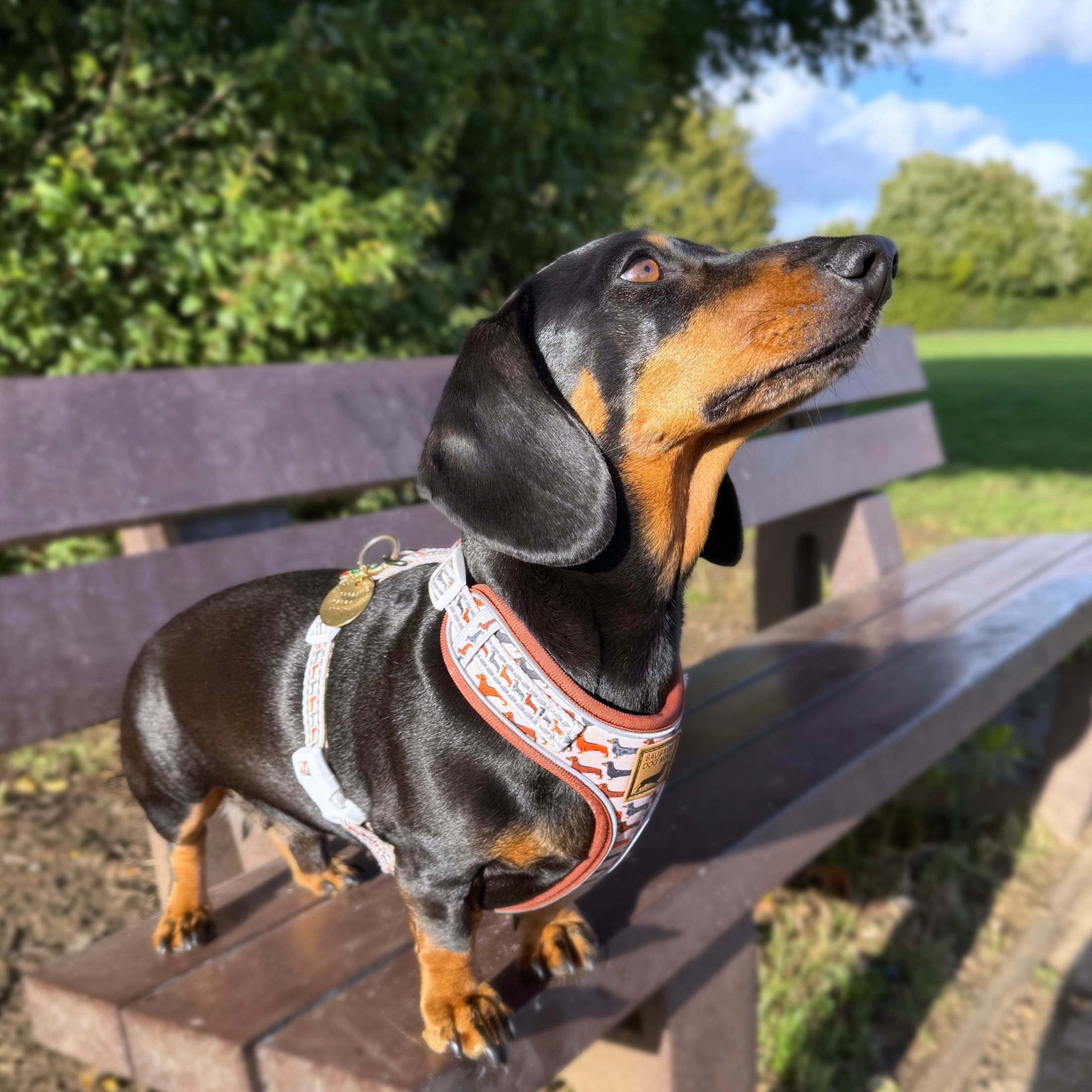 Beige Sophisticated Sausage Dachshund Anti-Rub Dog Harness